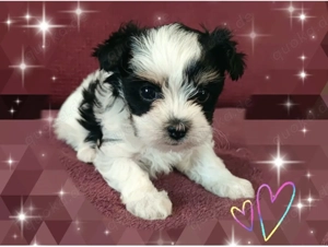 Biewer Yorkshire Terrier Welpe