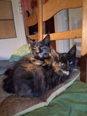 Wir haben wunderschöne Kitten mit Stammbaum