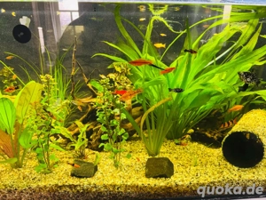 Verkaufe Jungfische Dalmatinermolly, Goldmolly und Schwertträger 