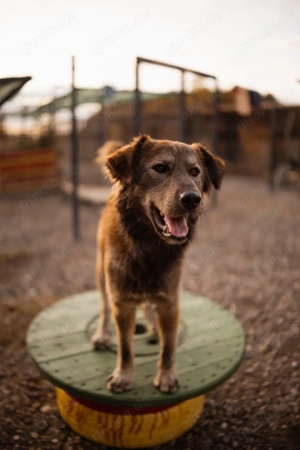 Casper sucht sein für immer Zuhause 