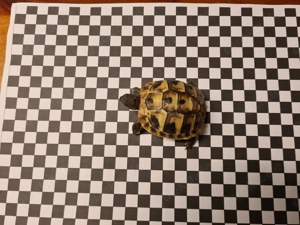 Verkaufe griechische Landschildkröten Nachzucht von 2025 mit EU Bescheinigung 