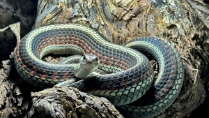 Thamnophis sirtalis fitchi NZ 2025