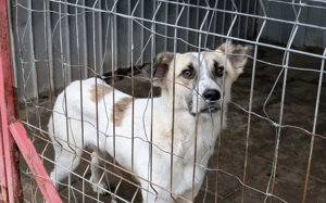 Gutmütiger Bolero sucht seine Menschen