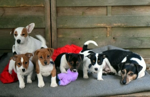 Jack-Russell-Terrierwelpen, (Rüden), reinrassig, geimpft, gechipt