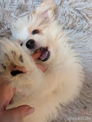 Maltipom 4 Monate zu verkaufen