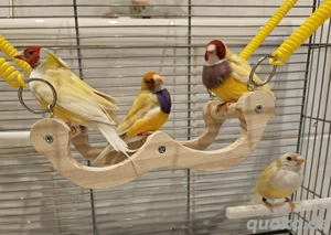 Wunderschöne Gouldamadinen in Gelb Standard & Gelb, Grün Sonderfarbe abzugeben!