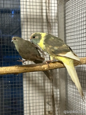 Ziegensittich Zuchtpaar