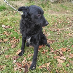 Teddy, wunderhübscher Mischling Mudi   Kroatischer Schäferhund Bild 4