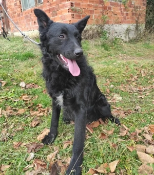 Teddy, wunderhübscher Mischling Mudi   Kroatischer Schäferhund Bild 5