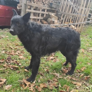 Teddy, wunderhübscher Mischling Mudi   Kroatischer Schäferhund Bild 3