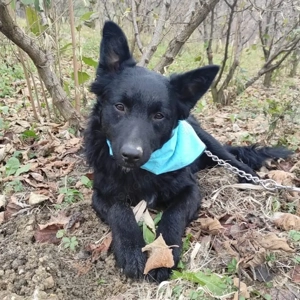 Teddy, wunderhübscher Mischling Mudi   Kroatischer Schäferhund Bild 2