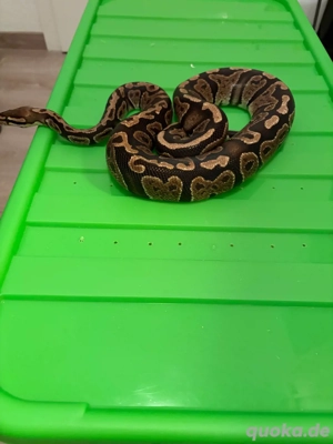 königspython wildtype 