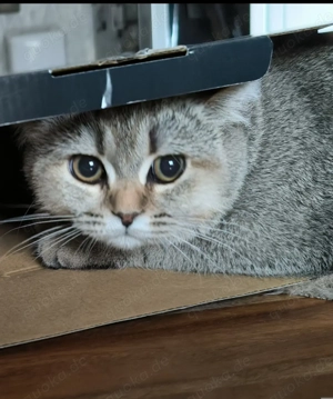 Zuckersüße BKH Britisch Kurzhaar Katze reinrassig 