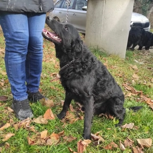 Maki, bezaubernder Mischling, Kroatischer Schäferhund Mudi Bild 3