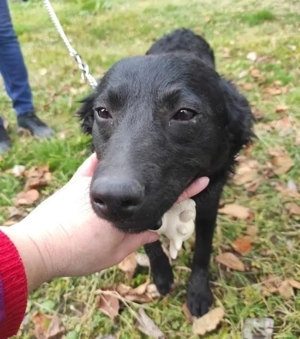 Maki, bezaubernder Mischling, Kroatischer Schäferhund Mudi Bild 4