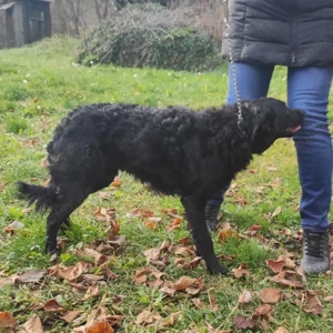 Maki, bezaubernder Mischling, Kroatischer Schäferhund Mudi Bild 2