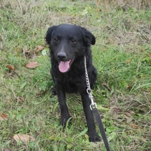 Maki, bezaubernder Mischling, Kroatischer Schäferhund Mudi Bild 5