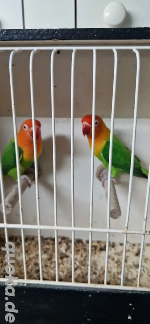 Unzertrennliche (Agaponiden) Pfirsichköpfchen zu verkaufen 