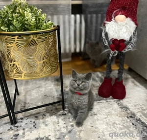 Reinrassige BKH Bärchen kitten