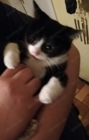 Katzen maedel abzugeben