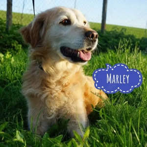 Marley, erwachsener Golden Retriever Mix