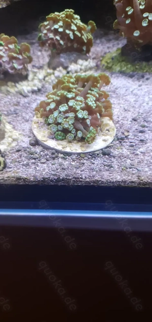 Meerwasser Korallen Alveopora 