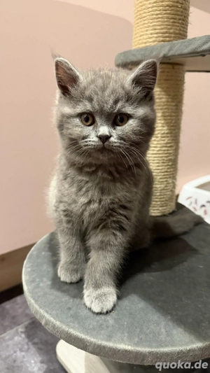 Maine Coon BKH Mix Kitten