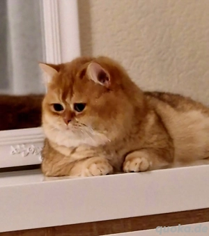 BKH Deckkater mit Stammbaum  Bild 2