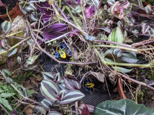 Dendrobates tinctorius  Brasilianer  DNZ 0.0.6
