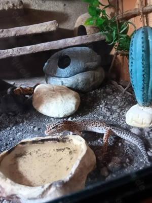 Leopardgecko als Haustier