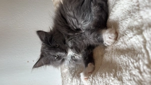 Maine Coon kitten mit Stammbaum dürfen jetzt ausziehen   