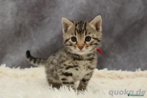 Wir haben einen wunderschönen Wurf von 4 Welpen, die ab sofort reserviert werden können.