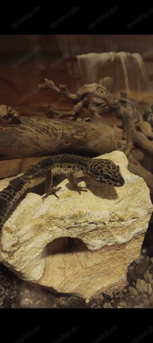 Leopardgecko haustier