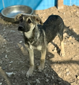 Böllchen sucht liebe, geduldige Menschen  Bild 3