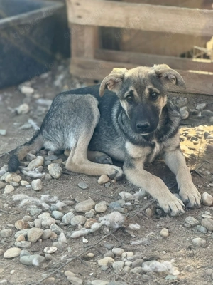 Böllchen sucht liebe, geduldige Menschen  Bild 2