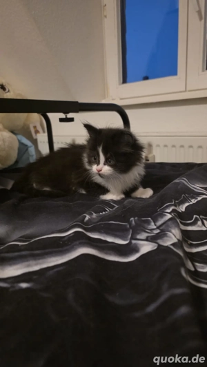 zuckersüße Maine Coone Ragdoll mix 