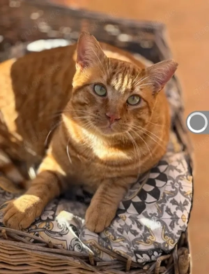 Mango Kuschelbär sucht Zuhause mit Hund