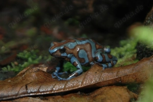 Auratus Super Blue