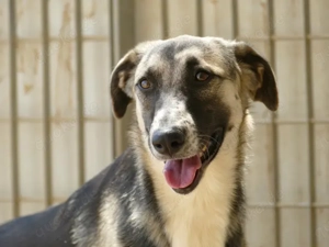 Destiny sucht ihr Zuhause (noch auf Sardinien) Bild 7