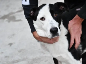 Andur sucht sein Zuhause (noch auf Sardinien)