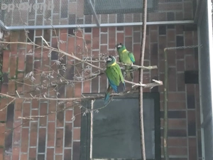 Goldnacken Ara. Zwergara 1.0