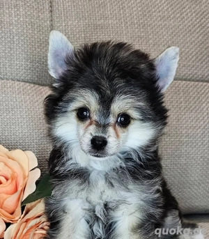  Chinese Crested Powderpuff Hündin 