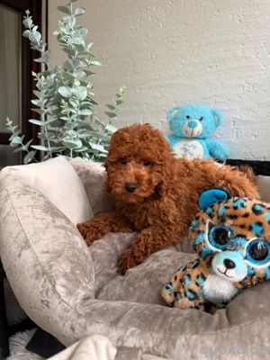 Zwergpudel   Pudel   Toy pudel 