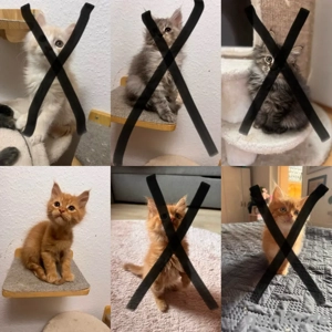 Nur noch 1 Maine Coon Bube sucht das perfekte Heim Bild 8