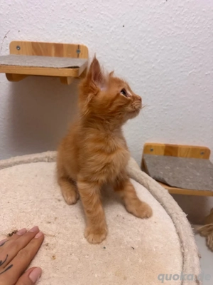 Nur noch 1 Maine Coon Bube sucht das perfekte Heim Bild 3