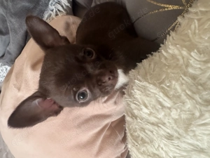 Mini Chihuahua Welpe