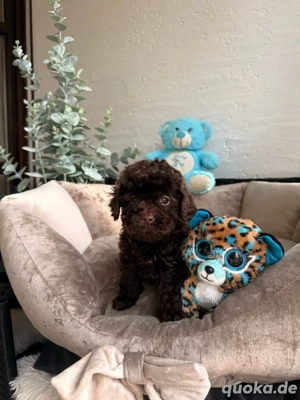 Toy pudel   zwergpudel   Pudel 