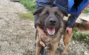 Ares sucht erfahrenes Zuhause