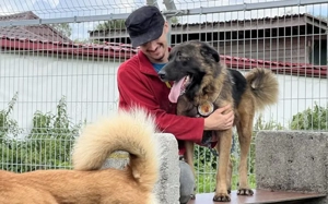 Ares sucht erfahrenes Zuhause Bild 5