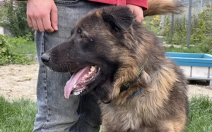 Ares sucht erfahrenes Zuhause Bild 4
